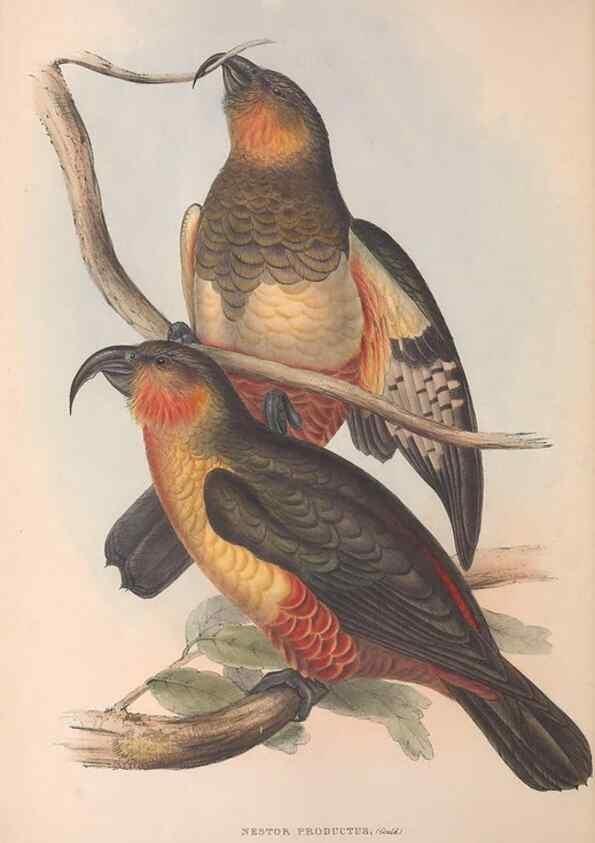 Reproducción/Reproduction 36781273192: The birds of Australia.. London,Printed by R. and J. E. Taylor; pub. by the author,[1840]-48.