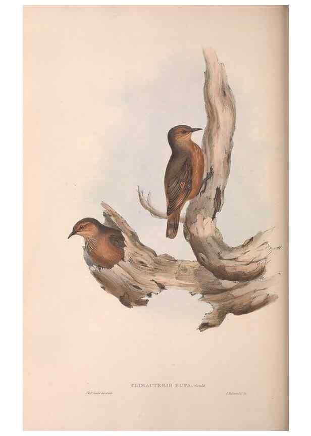 Reproducción/Reproduction 36143794443: The birds of Australia.. London,Printed by R. and J. E. Taylor; pub. by the author,[1840]-48.