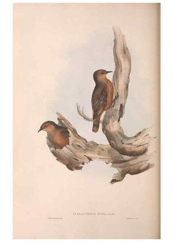 Reproducción/Reproduction 36143794443: The birds of Australia.. London,Printed by R. and J. E. Taylor; pub. by the author,[1840]-48.