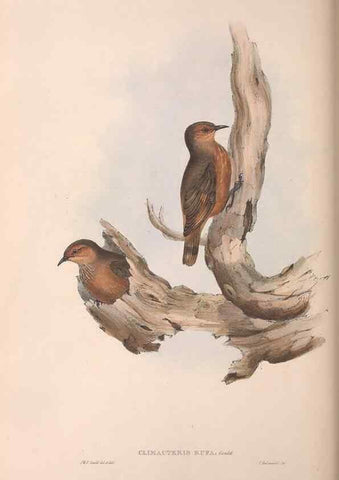 Reproducción/Reproduction 36143794443: The birds of Australia.. London,Printed by R. and J. E. Taylor; pub. by the author,[1840]-48.
