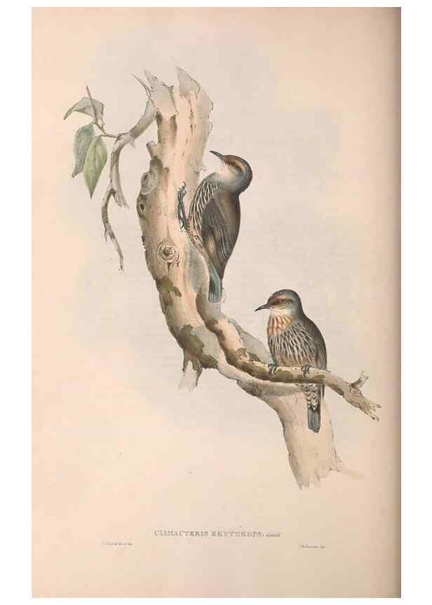 Reproducción/Reproduction 36143795533: The birds of Australia.. London,Printed by R. and J. E. Taylor; pub. by the author,[1840]-48.