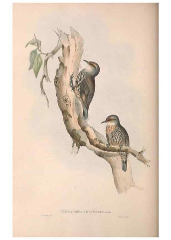 Reproducción/Reproduction 36143795533: The birds of Australia.. London,Printed by R. and J. E. Taylor; pub. by the author,[1840]-48.
