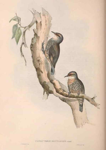 Reproducción/Reproduction 36143795533: The birds of Australia.. London,Printed by R. and J. E. Taylor; pub. by the author,[1840]-48.