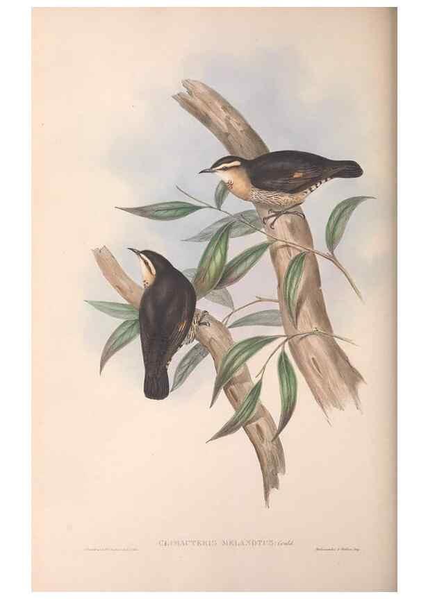 Reproducción/Reproduction 36812573321: The birds of Australia.. London,Printed by R. and J. E. Taylor; pub. by the author,[1840]-48.