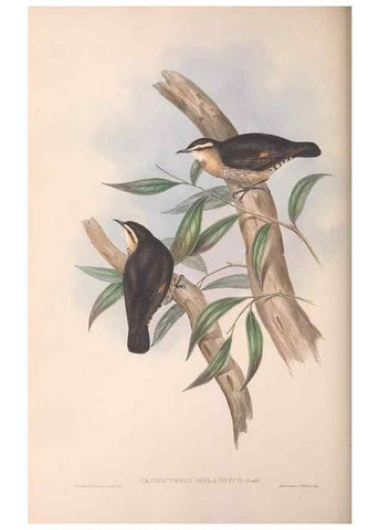 Reproducción/Reproduction 36812573321: The birds of Australia.. London,Printed by R. and J. E. Taylor; pub. by the author,[1840]-48.