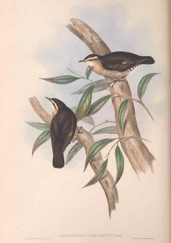 Reproducción/Reproduction 36812573321: The birds of Australia.. London,Printed by R. and J. E. Taylor; pub. by the author,[1840]-48.