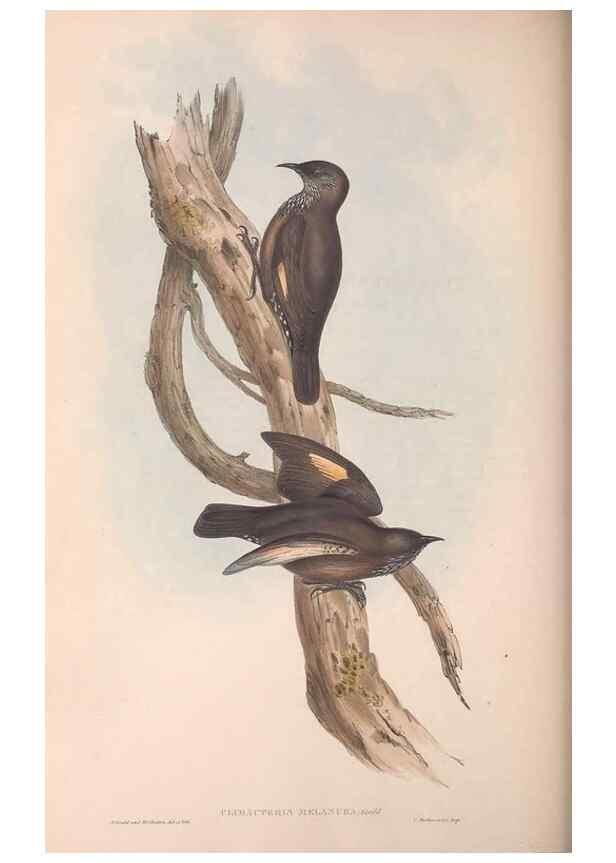 Reproducción/Reproduction 36812575081: The birds of Australia.. London,Printed by R. and J. E. Taylor; pub. by the author,[1840]-48.