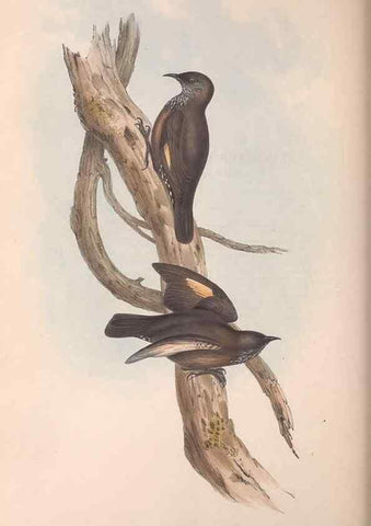 Reproducción/Reproduction 36812575081: The birds of Australia.. London,Printed by R. and J. E. Taylor; pub. by the author,[1840]-48.