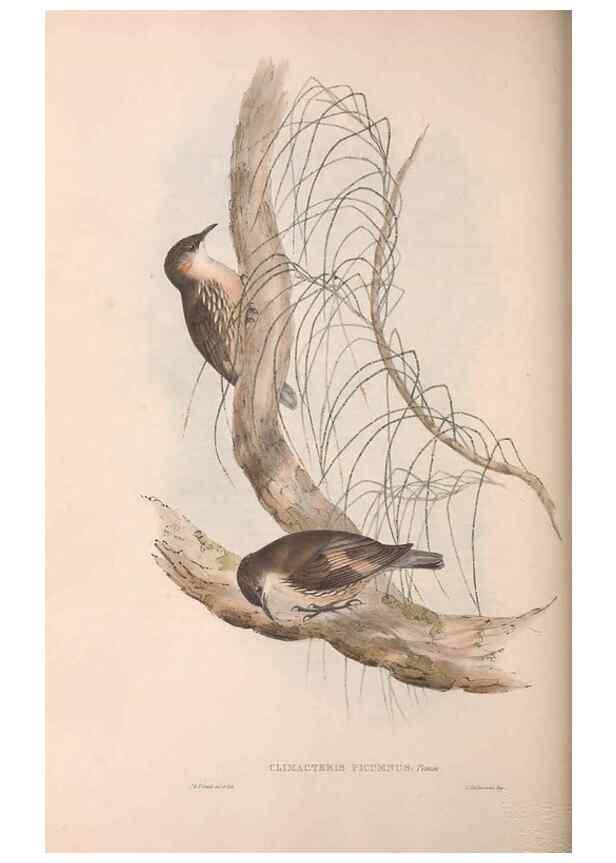 Reproducción/Reproduction 36812576601: The birds of Australia.. London,Printed by R. and J. E. Taylor; pub. by the author,[1840]-48.