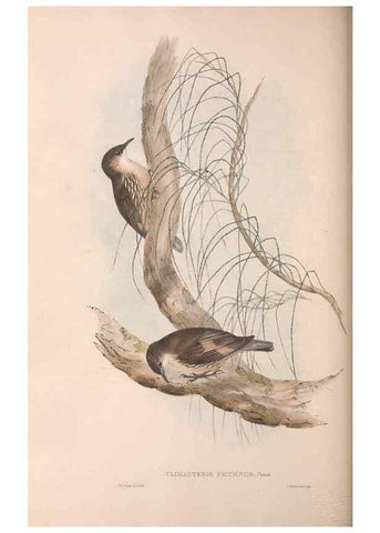 Reproducción/Reproduction 36812576601: The birds of Australia.. London,Printed by R. and J. E. Taylor; pub. by the author,[1840]-48.