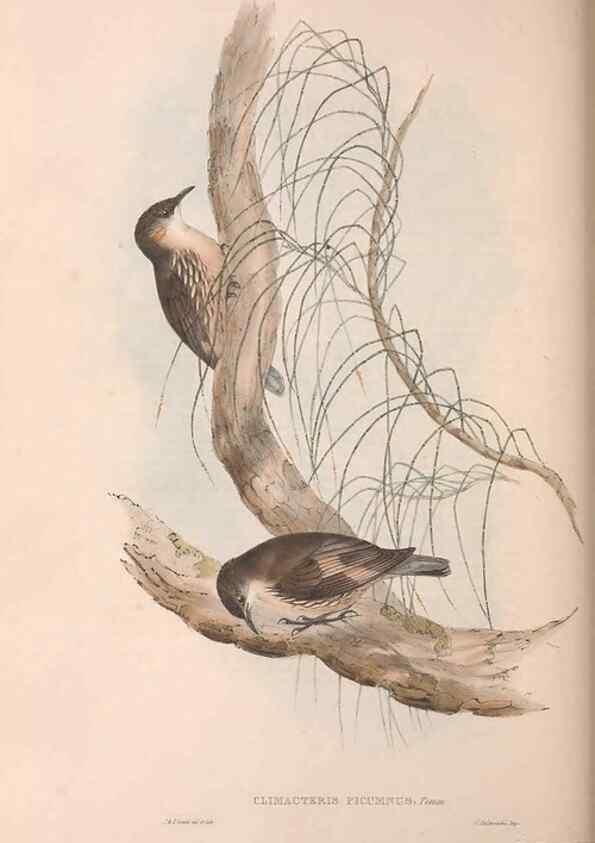 Reproducción/Reproduction 36812576601: The birds of Australia.. London,Printed by R. and J. E. Taylor; pub. by the author,[1840]-48.