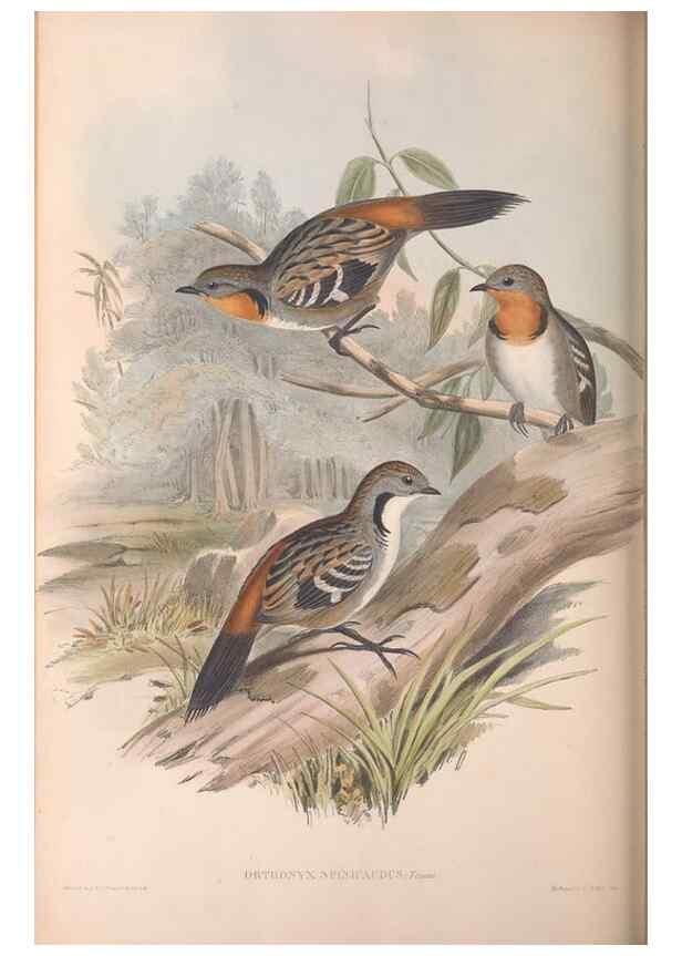 Reproducción/Reproduction 36812578341: The birds of Australia.. London,Printed by R. and J. E. Taylor; pub. by the author,[1840]-48.