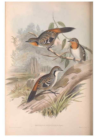 Reproducción/Reproduction 36812578341: The birds of Australia.. London,Printed by R. and J. E. Taylor; pub. by the author,[1840]-48.