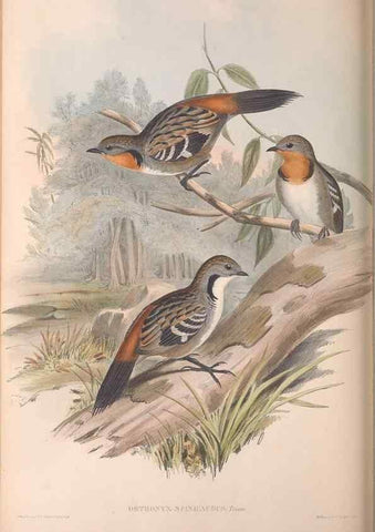 Reproducción/Reproduction 36812578341: The birds of Australia.. London,Printed by R. and J. E. Taylor; pub. by the author,[1840]-48.