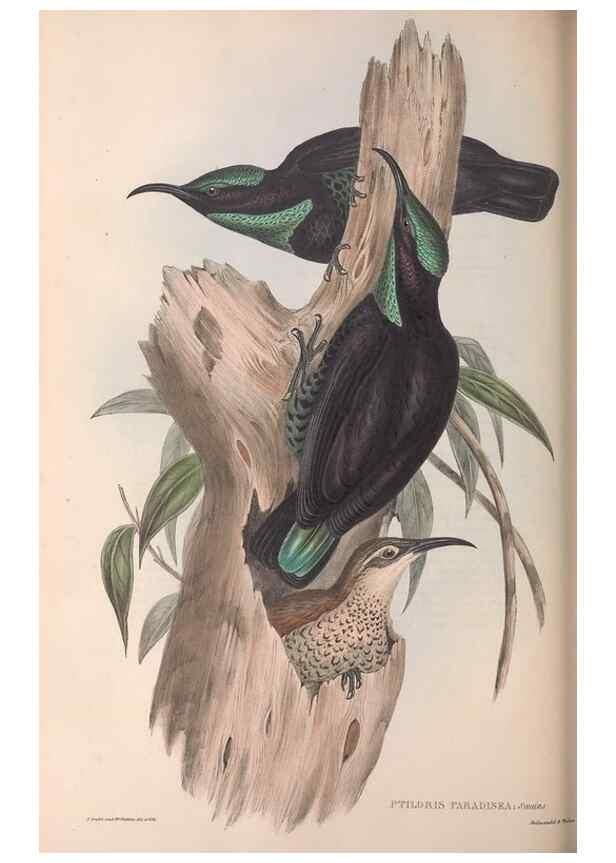 Reproducción/Reproduction 36812580031: The birds of Australia.. London,Printed by R. and J. E. Taylor; pub. by the author,[1840]-48.