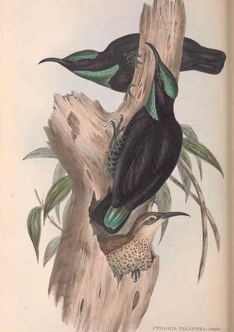 Reproducción/Reproduction 36812580031: The birds of Australia.. London,Printed by R. and J. E. Taylor; pub. by the author,[1840]-48.