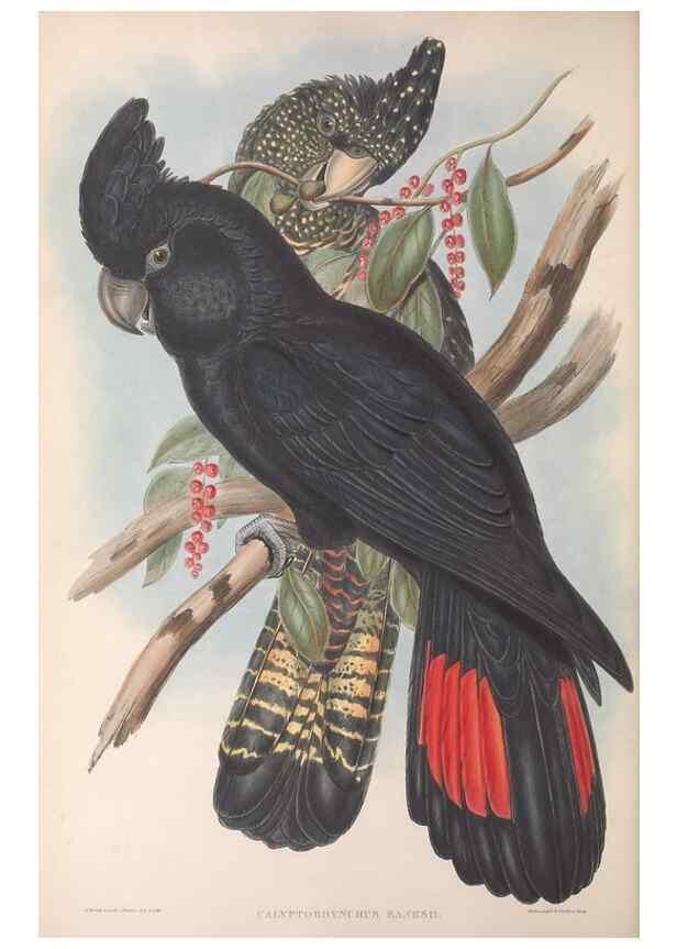 Reproducción/Reproduction 36117802854: The birds of Australia.. London,Printed by R. and J. E. Taylor; pub. by the author,[1840]-48.