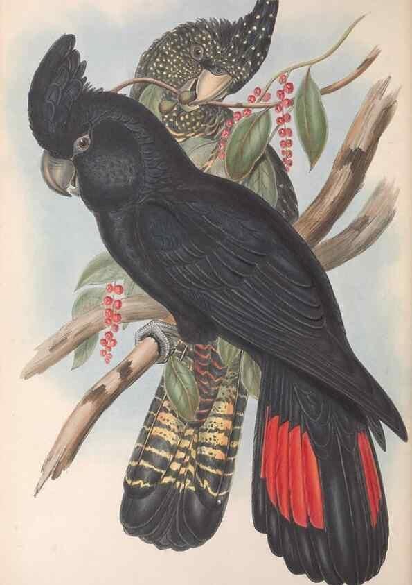 Reproducción/Reproduction 36117802854: The birds of Australia.. London,Printed by R. and J. E. Taylor; pub. by the author,[1840]-48.