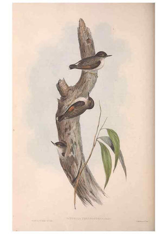 Reproducción/Reproduction 36812581461: The birds of Australia.. London,Printed by R. and J. E. Taylor; pub. by the author,[1840]-48.