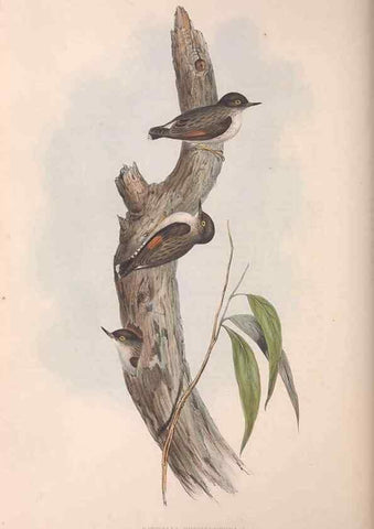 Reproducción/Reproduction 36812581461: The birds of Australia.. London,Printed by R. and J. E. Taylor; pub. by the author,[1840]-48.