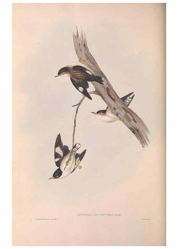 Reproducción/Reproduction 36812584151: The birds of Australia.. London,Printed by R. and J. E. Taylor; pub. by the author,[1840]-48.