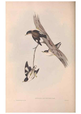 Reproducción/Reproduction 36812584151: The birds of Australia.. London,Printed by R. and J. E. Taylor; pub. by the author,[1840]-48.