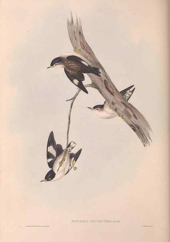 Reproducción/Reproduction 36812584151: The birds of Australia.. London,Printed by R. and J. E. Taylor; pub. by the author,[1840]-48.