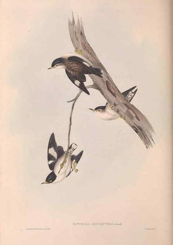 Reproducción/Reproduction 36812584151: The birds of Australia.. London,Printed by R. and J. E. Taylor; pub. by the author,[1840]-48.