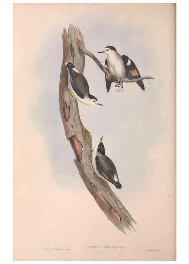 Reproducción/Reproduction 36812585221: The birds of Australia.. London,Printed by R. and J. E. Taylor; pub. by the author,[1840]-48.