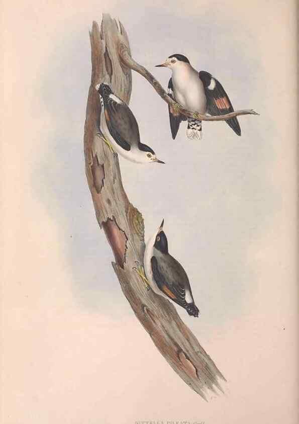 Reproducción/Reproduction 36812585221: The birds of Australia.. London,Printed by R. and J. E. Taylor; pub. by the author,[1840]-48.
