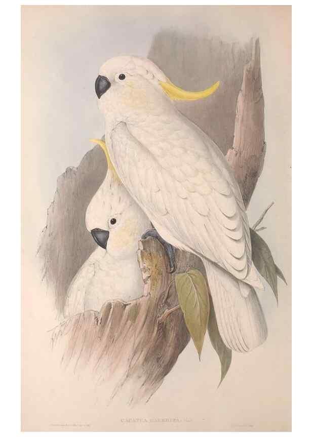 Reproducción/Reproduction 36812712021: The birds of Australia.. London,Printed by R. and J. E. Taylor; pub. by the author,[1840]-48.