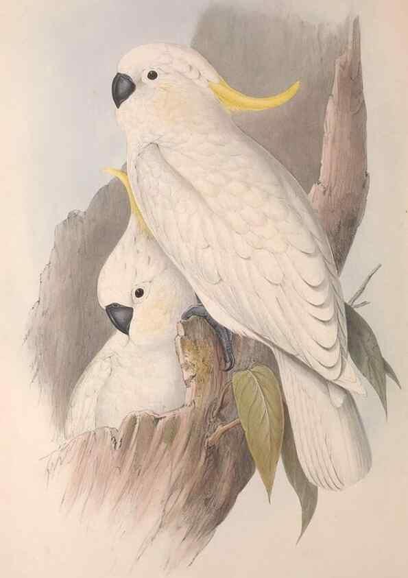 Reproducción/Reproduction 36812712021: The birds of Australia.. London,Printed by R. and J. E. Taylor; pub. by the author,[1840]-48.