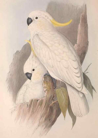 Reproducción/Reproduction 36812712021: The birds of Australia.. London,Printed by R. and J. E. Taylor; pub. by the author,[1840]-48.