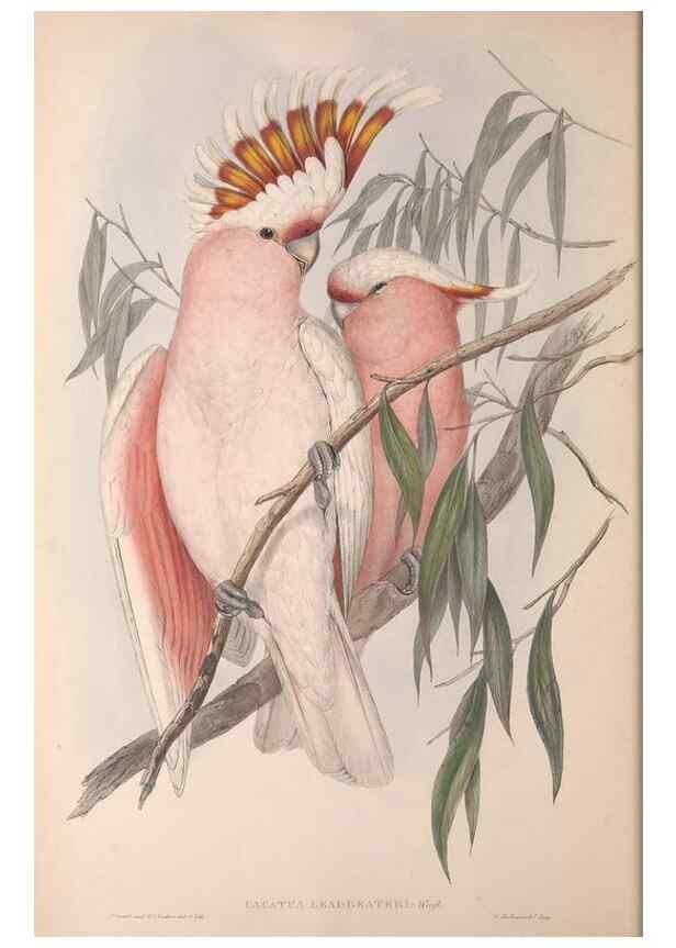 Reproducción/Reproduction 36781268832: The birds of Australia.. London,Printed by R. and J. E. Taylor; pub. by the author,[1840]-48.