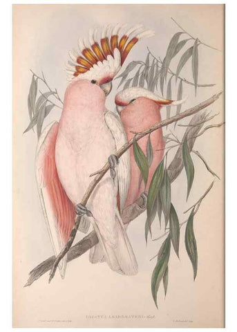 Reproducción/Reproduction 36781268832: The birds of Australia.. London,Printed by R. and J. E. Taylor; pub. by the author,[1840]-48.