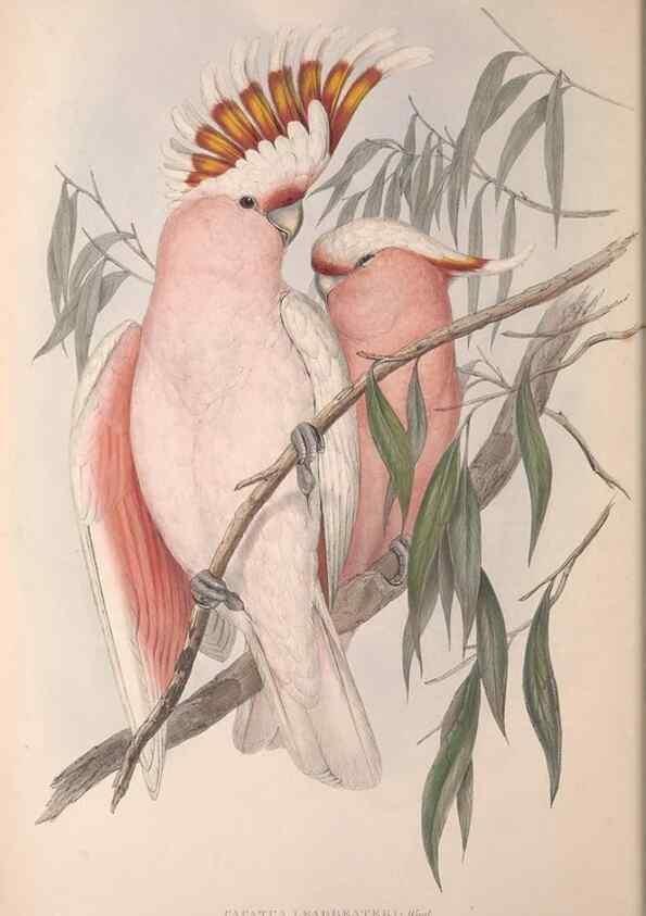 Reproducción/Reproduction 36781268832: The birds of Australia.. London,Printed by R. and J. E. Taylor; pub. by the author,[1840]-48.