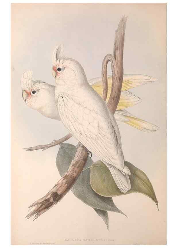 Reproducción/Reproduction 36781269662: The birds of Australia.. London,Printed by R. and J. E. Taylor; pub. by the author,[1840]-48.