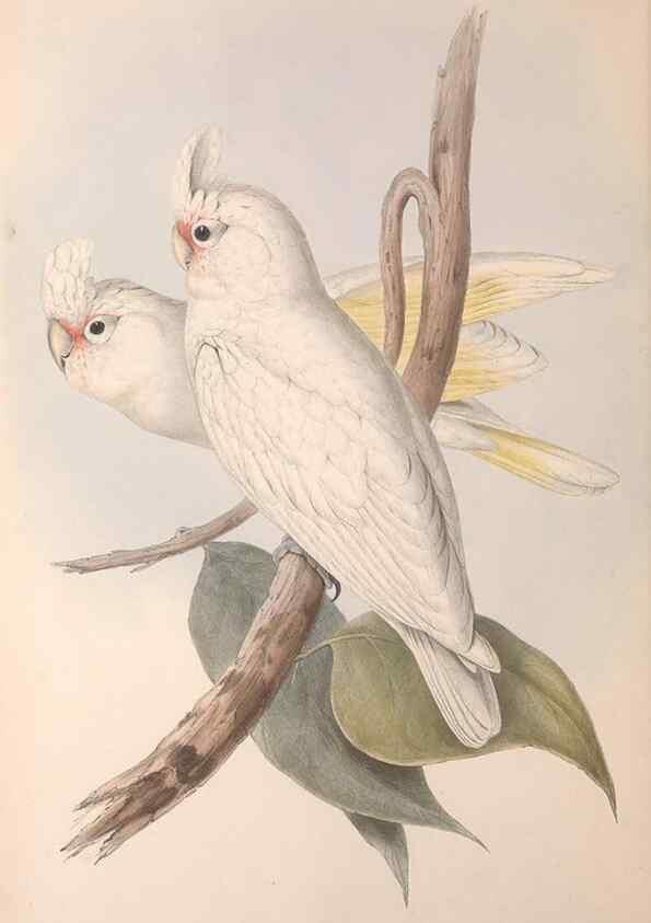 Reproducción/Reproduction 36781269662: The birds of Australia.. London,Printed by R. and J. E. Taylor; pub. by the author,[1840]-48.