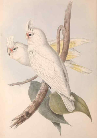 Reproducción/Reproduction 36781269662: The birds of Australia.. London,Printed by R. and J. E. Taylor; pub. by the author,[1840]-48.