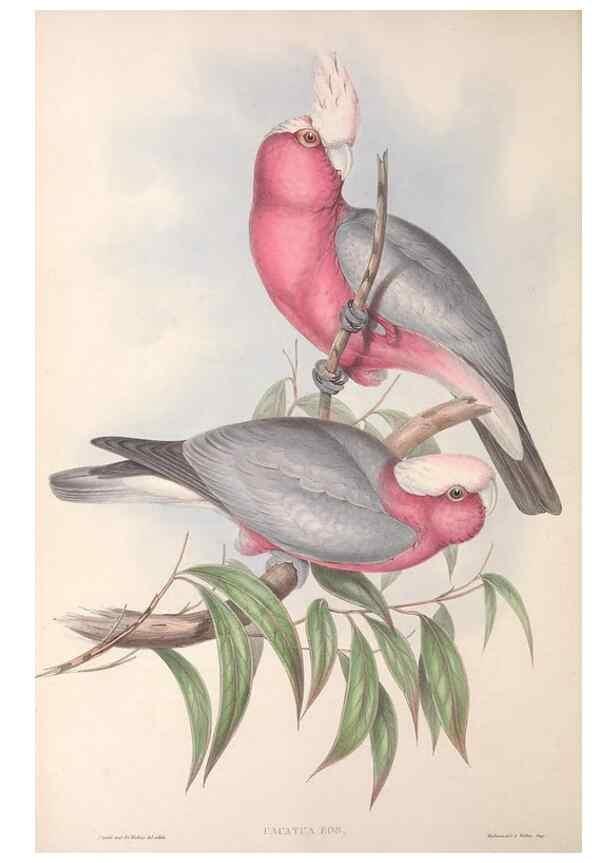 Reproducción/Reproduction 36781270702: The birds of Australia.. London,Printed by R. and J. E. Taylor; pub. by the author,[1840]-48.