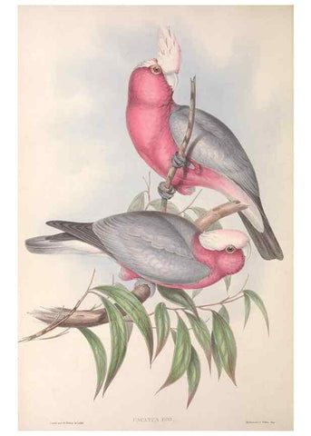 Reproducción/Reproduction 36781270702: The birds of Australia.. London,Printed by R. and J. E. Taylor; pub. by the author,[1840]-48.