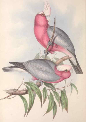 Reproducción/Reproduction 36781270702: The birds of Australia.. London,Printed by R. and J. E. Taylor; pub. by the author,[1840]-48.