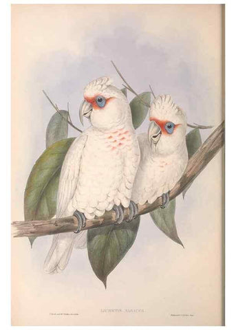 Reproducción/Reproduction 36781271582: The birds of Australia.. London,Printed by R. and J. E. Taylor; pub. by the author,[1840]-48.