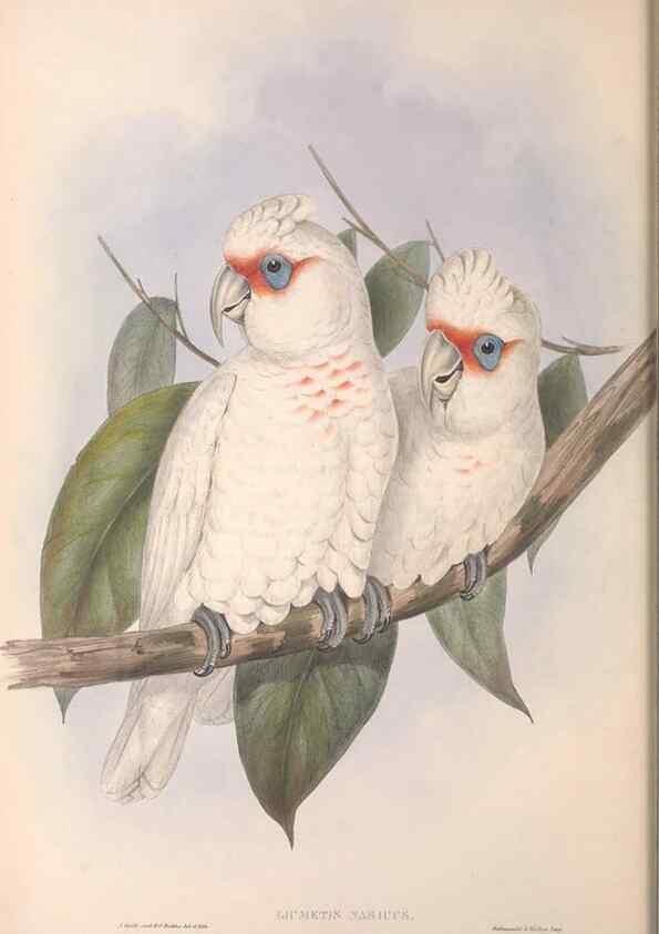 Reproducción/Reproduction 36781271582: The birds of Australia.. London,Printed by R. and J. E. Taylor; pub. by the author,[1840]-48.