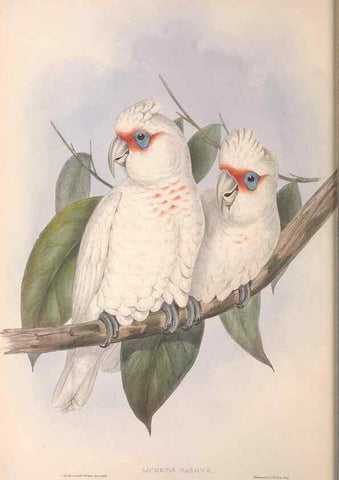 Reproducción/Reproduction 36781271582: The birds of Australia.. London,Printed by R. and J. E. Taylor; pub. by the author,[1840]-48.