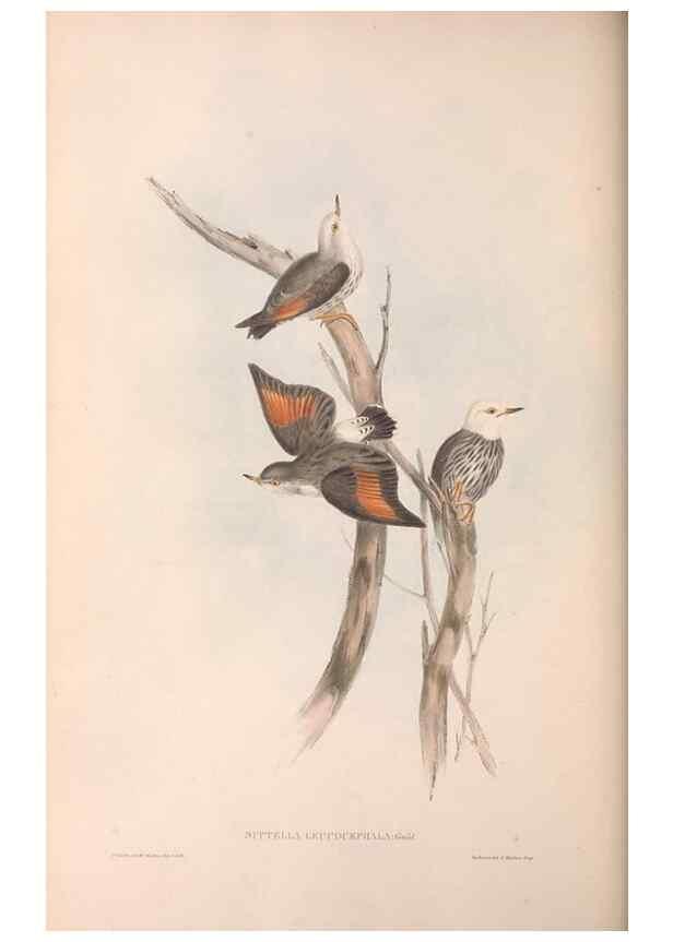 Reproducción/Reproduction 36812582791: The birds of Australia.. London,Printed by R. and J. E. Taylor; pub. by the author,[1840]-48.