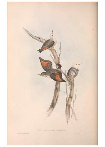 Reproducción/Reproduction 36812582791: The birds of Australia.. London,Printed by R. and J. E. Taylor; pub. by the author,[1840]-48.