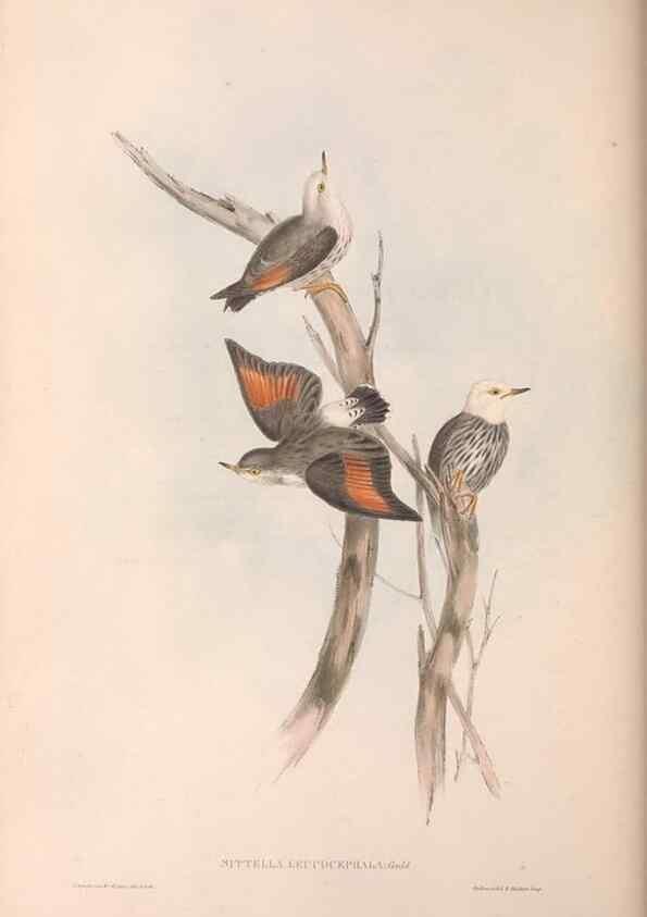 Reproducción/Reproduction 36812582791: The birds of Australia.. London,Printed by R. and J. E. Taylor; pub. by the author,[1840]-48.