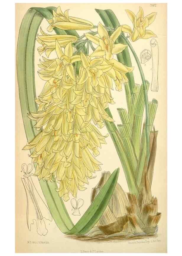 Reproducción/Reproduction 34626052053: Curtis's botanical magazine.. London ; New York [etc.] :Academic Press [etc.]
