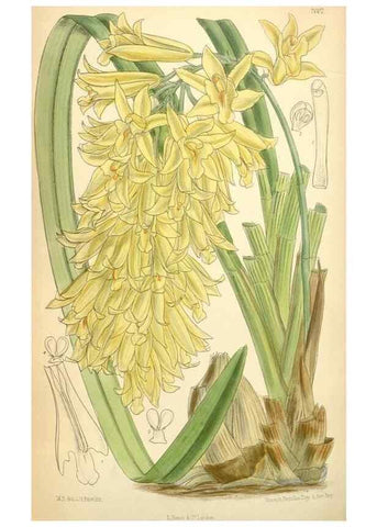 Reproducción/Reproduction 34626052053: Curtis's botanical magazine.. London ; New York [etc.] :Academic Press [etc.]